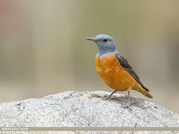 Rufous-tailed Rock-thrush (Monticola saxitilis) - image #480213 gratis